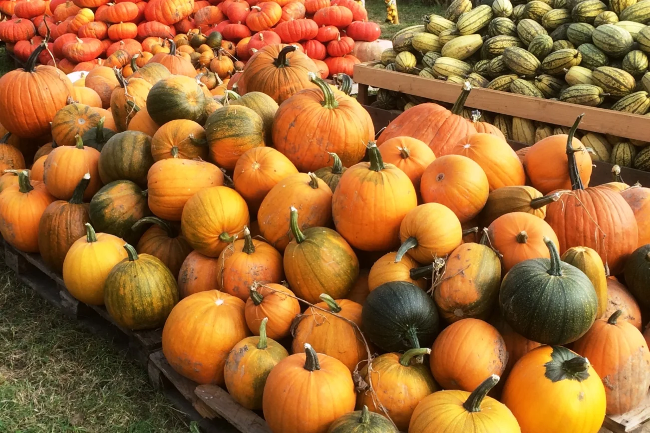 Beim traditionellen Kürbisgottesdienst in St. Stephanus wird die Ernte präsentiert.